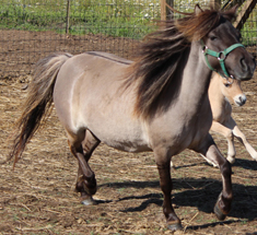 Main picture of Mare Miniature Horse Willow, a Grulla Dun Mare